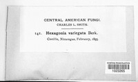 Hexagonia variegata image